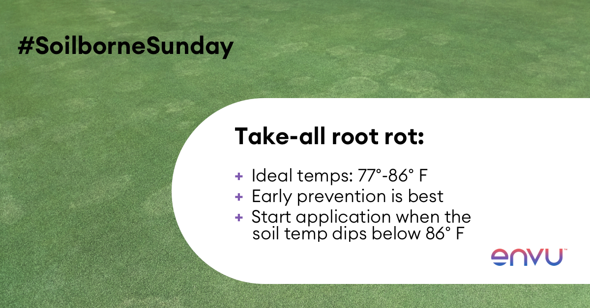 EnvuGolfUS's tweet image. Research at North Carolina State University suggests that #takeallrootrot can be active almost all season during active bermudagrass growth. #SoilborneSunday tip: Start preventive late summer #fungicide apps when temperatures dip below 86° F. More info: bit.ly/3pFbxe3