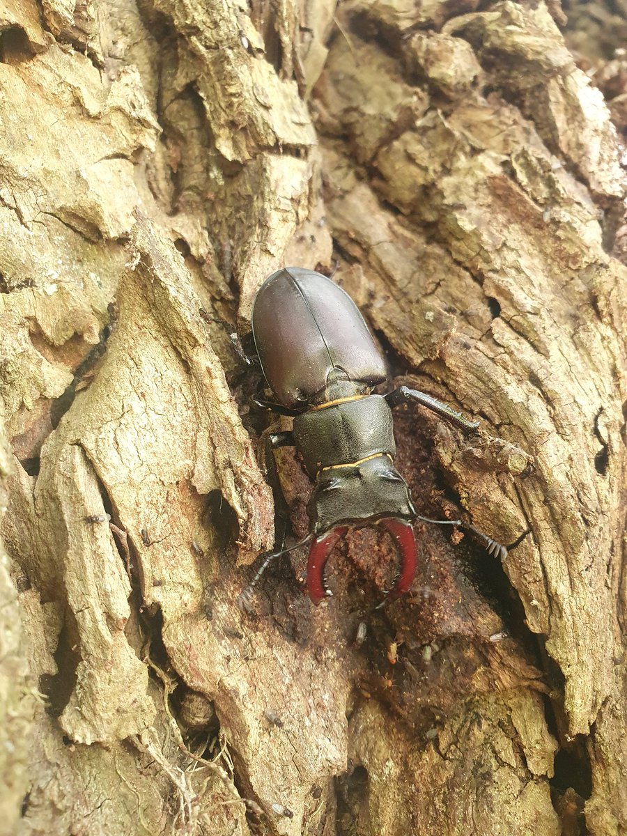 So it's #walesNatureWeek and I'm away on holiday in France, but I just had to post a pic of this treasure on the willow tree of my French holiday garden, It's at least 5cm long!!!!