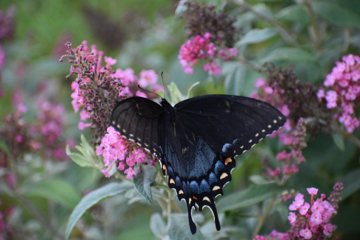 Black swallowtail caterpillars on Queen Anne’s lace. #GardeningTwitter #gardening