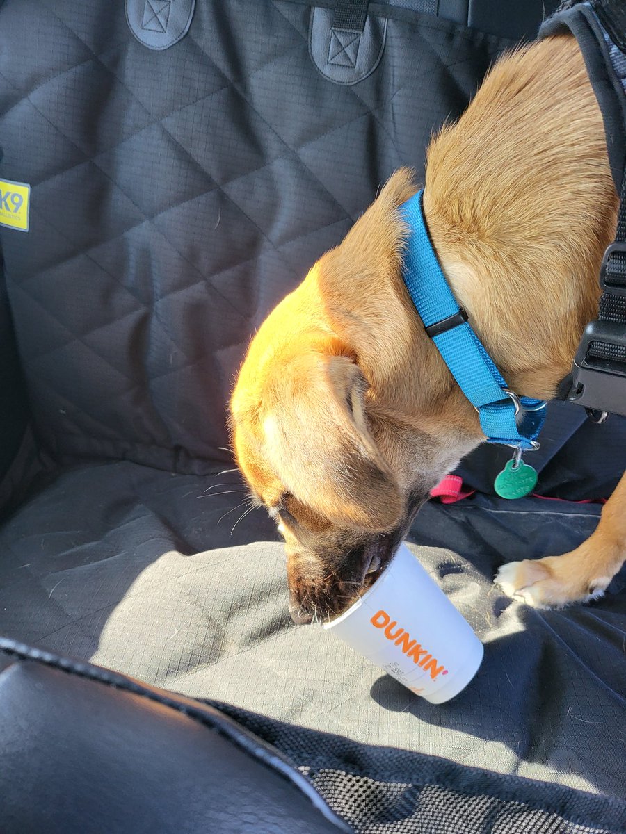 Zango_86's tweet photo. Loki #RunsOnDunkin @dunkindonuts https://t.co/6KDXKPEDfs