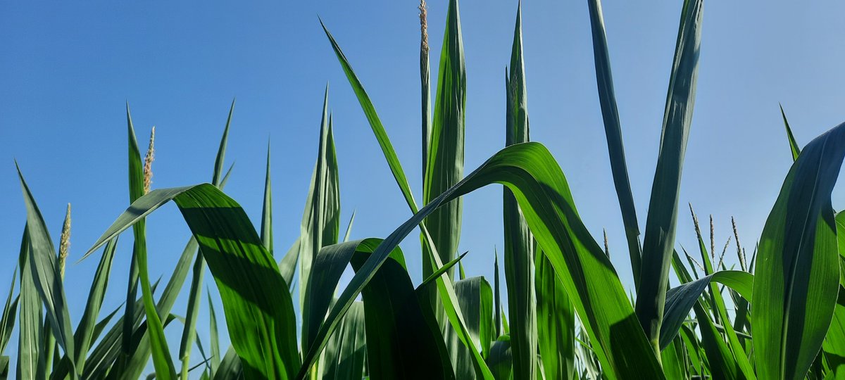 Terry Daynard tweet media