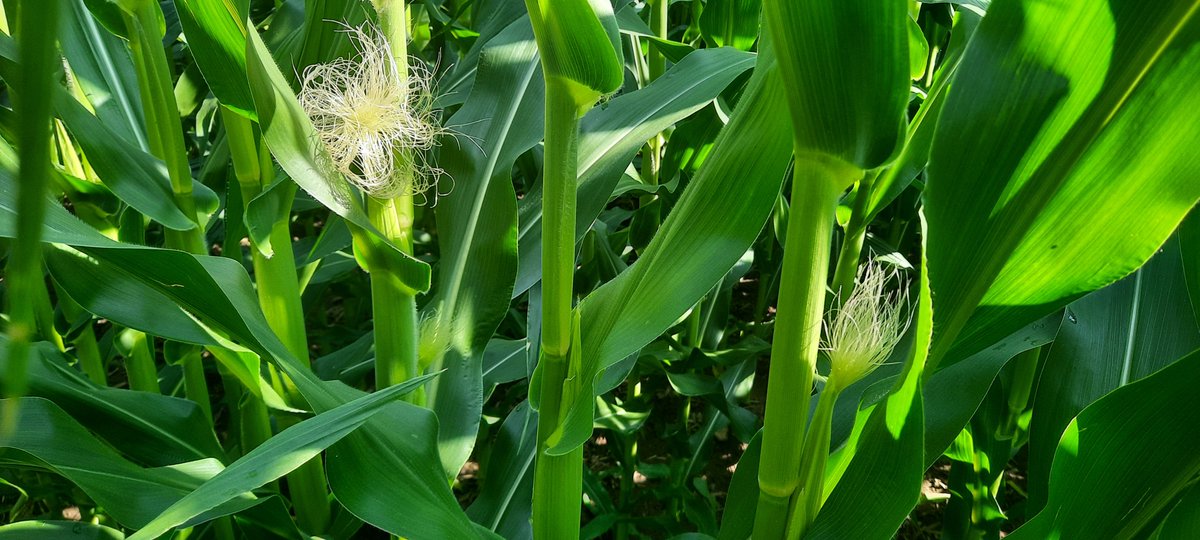 Terry Daynard tweet media