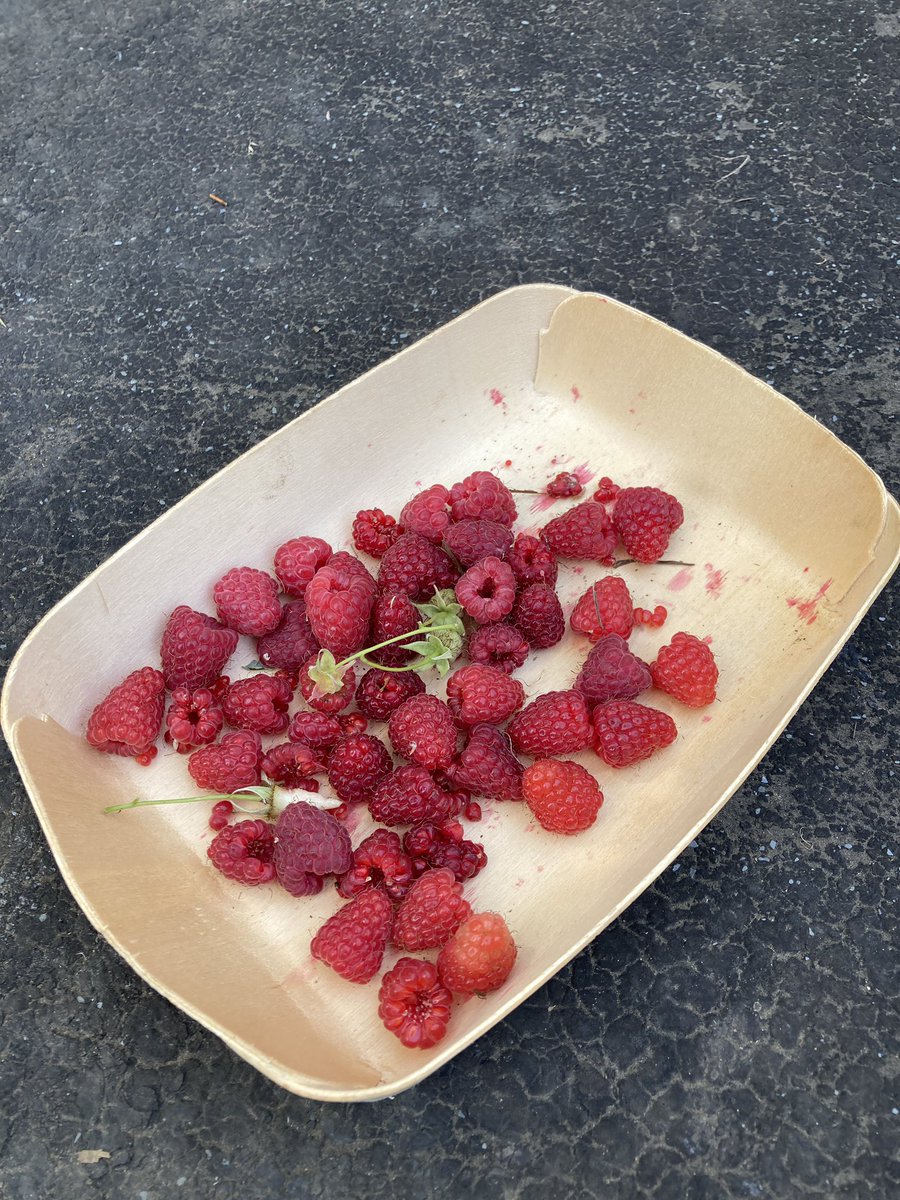 First allotment raspberries this year. #allotmentuk #growyourown