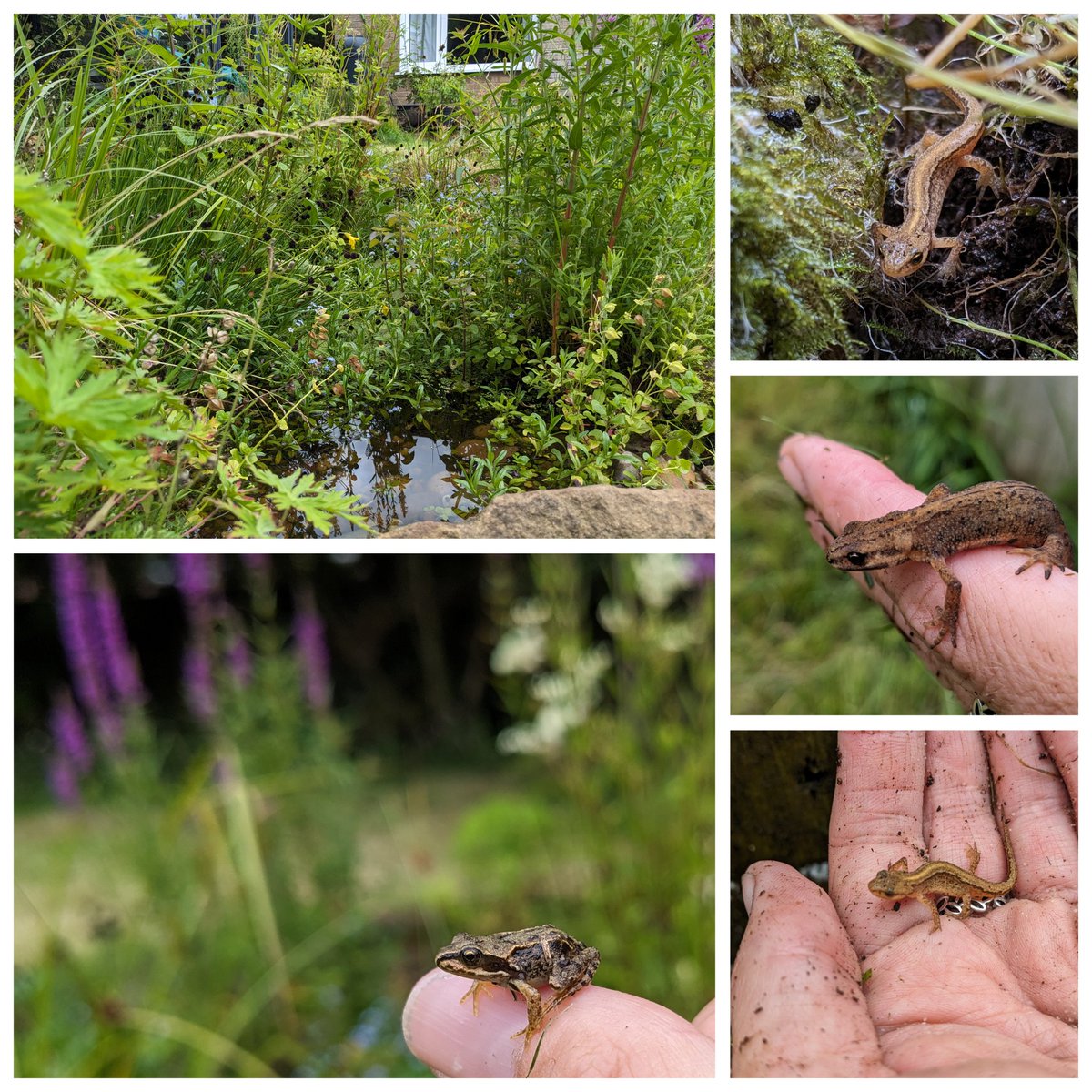 Makes it all worthwhile to find juvenile amphibians in the garden, ponds are truly the best feature a garden can have #wildlifepond #amphibians