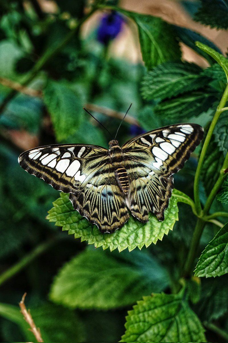 KarissasKapture's tweet photo. Start each day, even a Sunday, with a positive thought and a grateful heart.
#KarissasKaptures #Butterfly #butterfly๐ฆ #StrongMuseumOfPlay #ThisIsRoc #RochesterNY #VisitRoc #wildlifephotography #ButterflyExhibit #ExploreRochester #RocTopShots #ThisIsRoc #ButterflyGarden https://t.co/u7PRgT7PRy