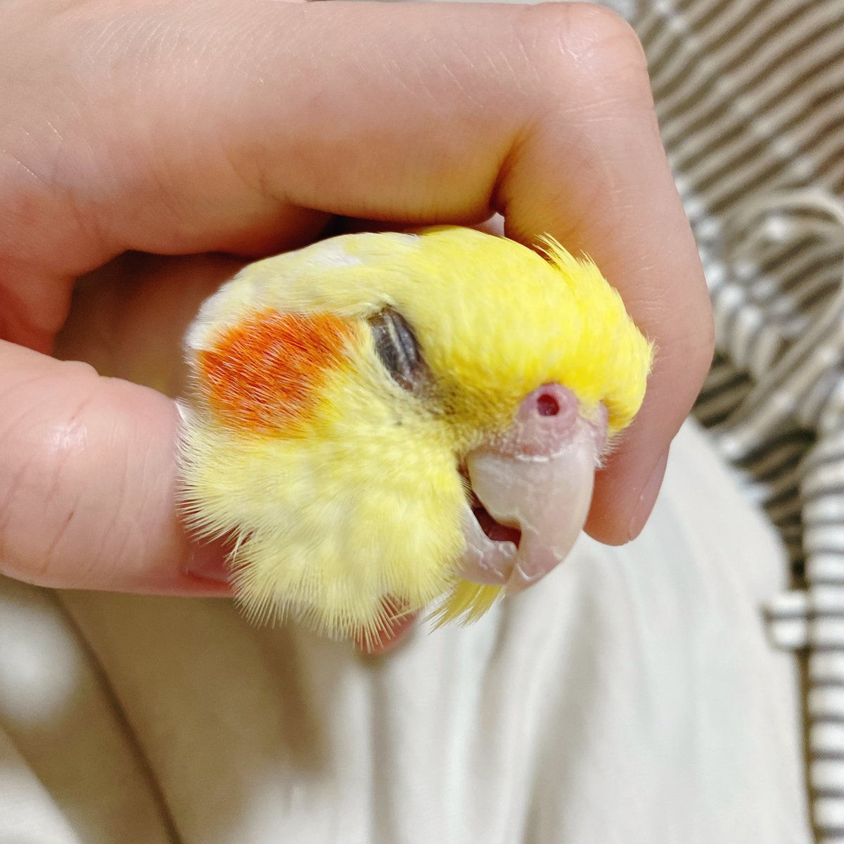 pppowderrr's tweet photo. #君は完璧で究極のオカメインコ https://t.co/uZYTtDqEAK