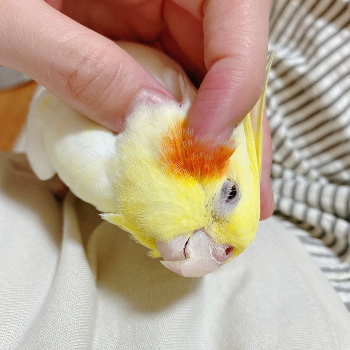 pppowderrr's tweet photo. #君は完璧で究極のオカメインコ https://t.co/uZYTtDqEAK