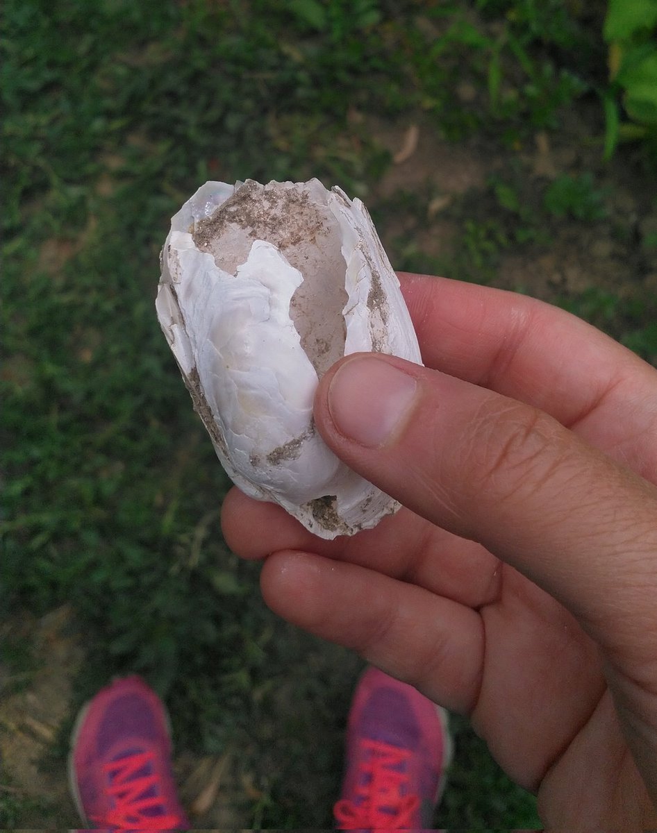 sapinuwa's tweet image. For the first time I found a #fossil in nature! A #bivalve in Ova Çayı riverbed in Kazan, Ankara.
#kaldırımjeolojisi
#urbangeology
#pavementgeology
#hangitür