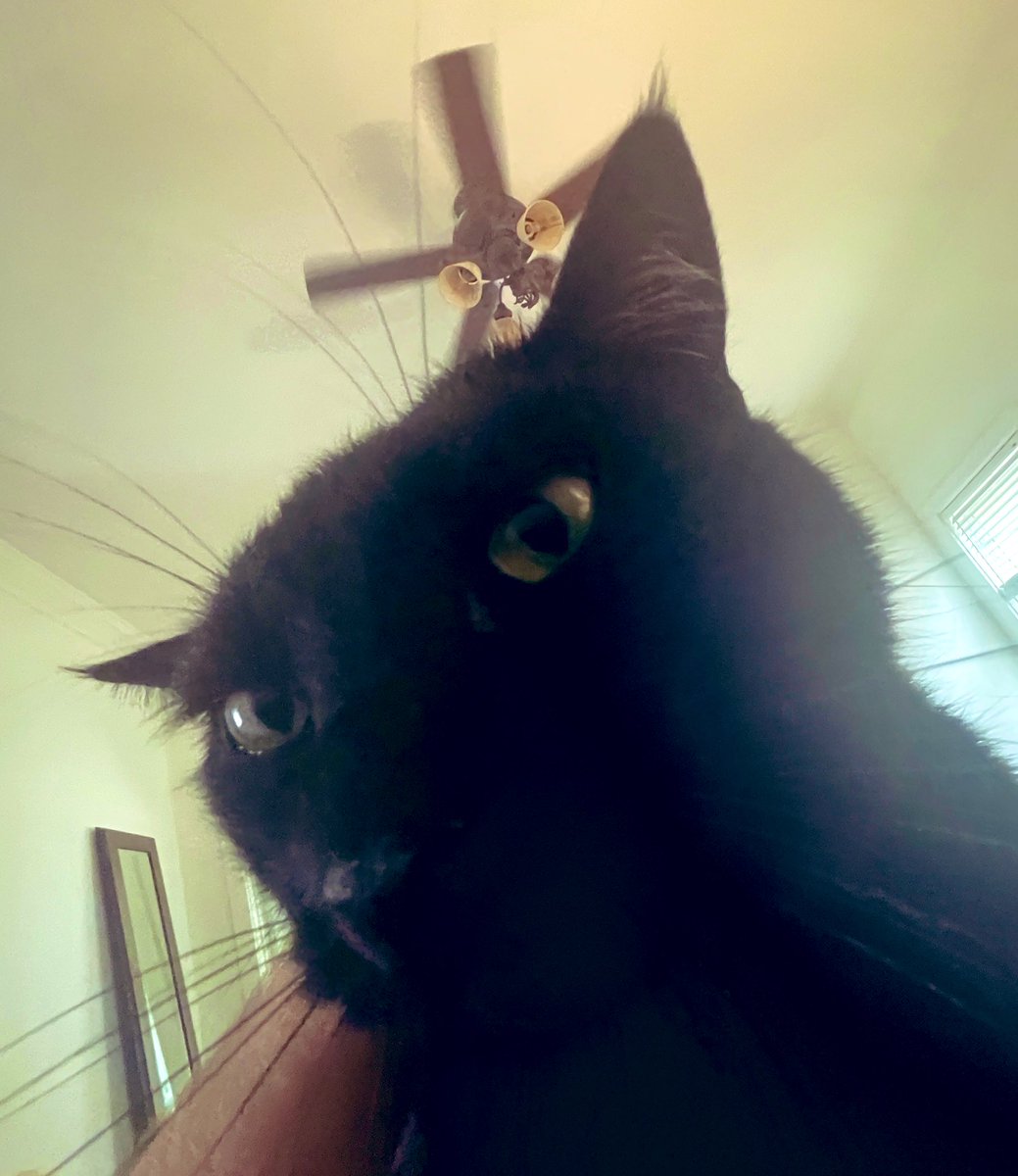lawyerschiff's tweet photo. #Caturday was yesterday, now we are back to all the other days that end in Y, so get up!
Sunday means #doublebreakfast you lazy sack of meat.
#JusticeKitteh https://t.co/diBdwwG1go
