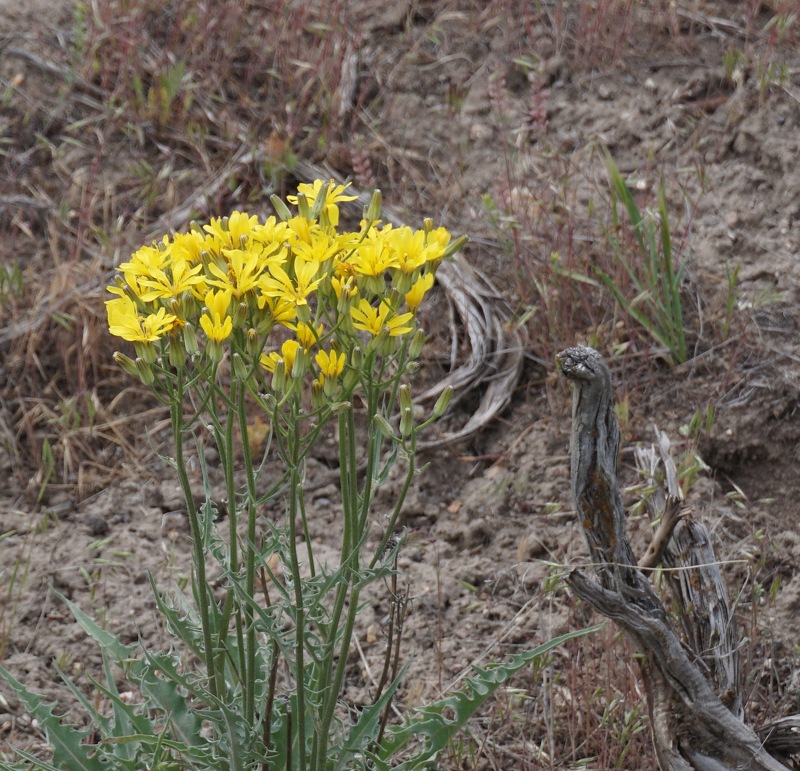 'Stoneseed' 'Gromwell' Lithospermum incisum Habitat: Open plains, foothills #nature #OutdoorsPhotography #scenic #wildflower

outdoorslore.com/?p=2066