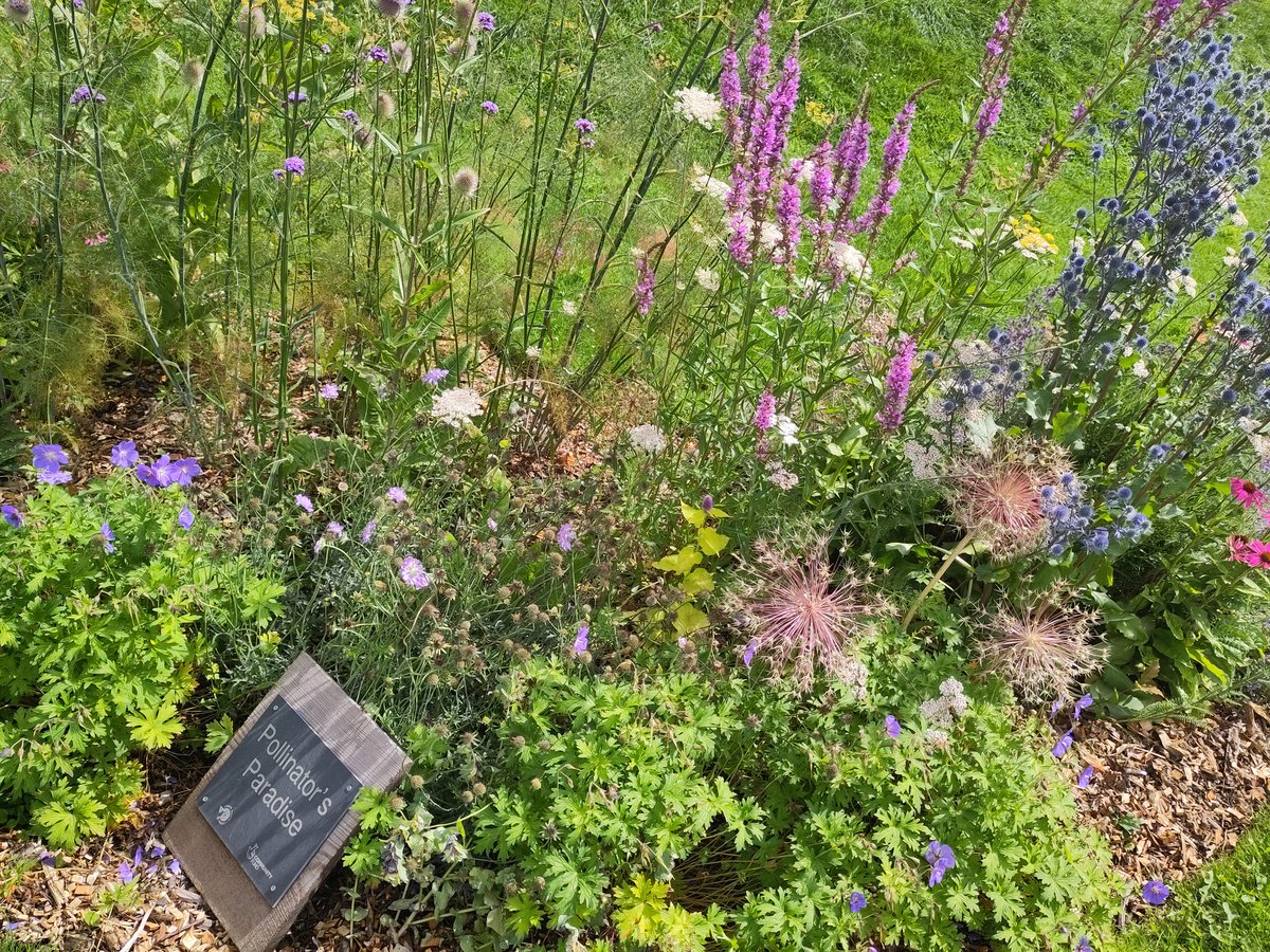 The Pollinator's Paradise is living up to its name today! If you're in the Sensory Garden in Stratford Park today (or any day), please please fill in our survey. Your feedback will help us keep this community asset alive for bees, butterflies and people! form.jotform.com/230644848116357