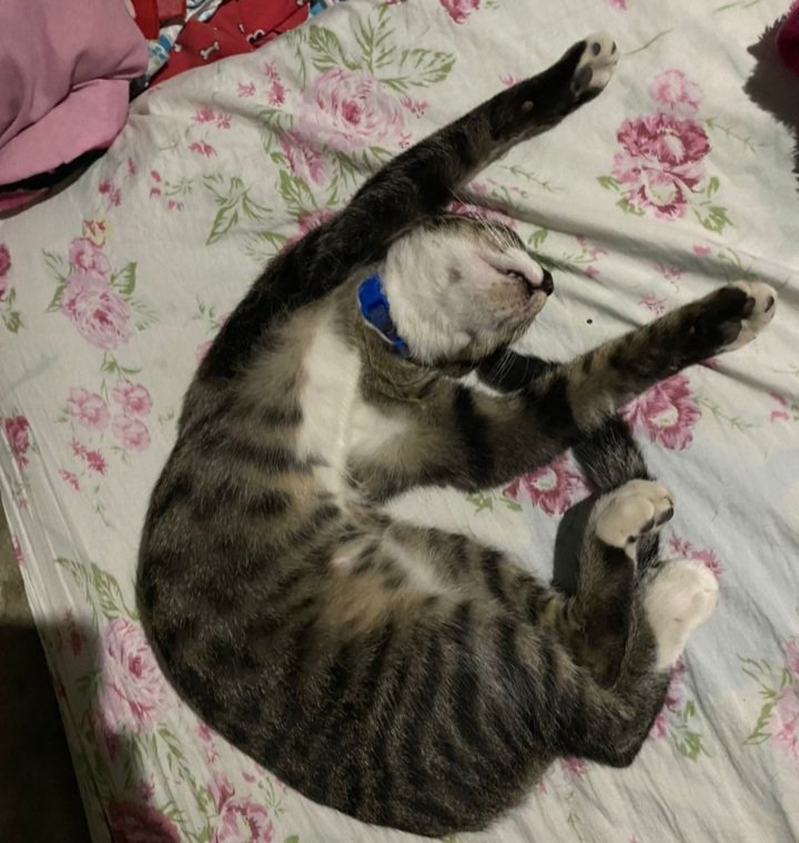 SamuelAndresmr's tweet photo. Feliz domingo para todos 🙋🏽‍♂️ bueno aquí esta leticio 🐱 se siente muy cómodo 🙄 https://t.co/rIdaQxo8u1