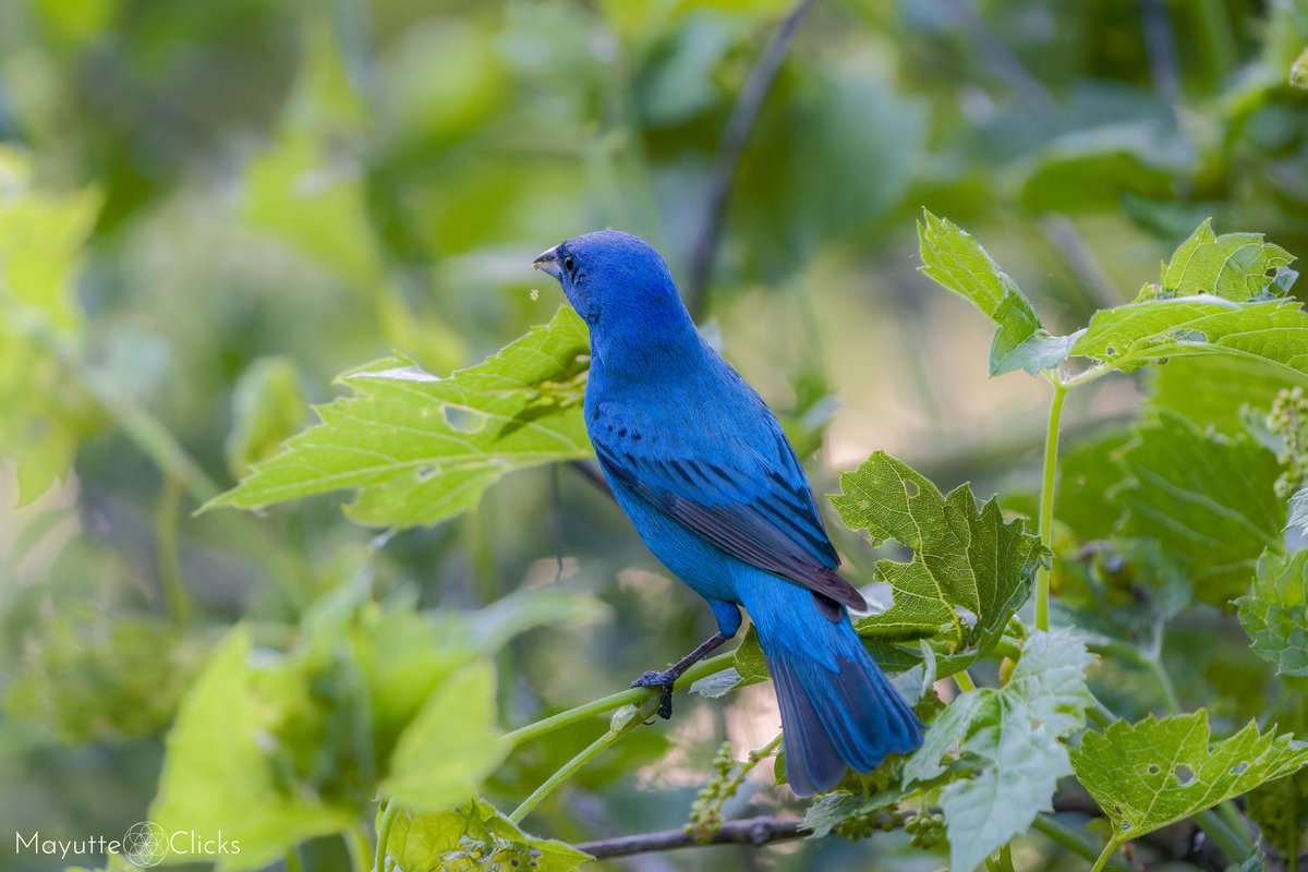 Indigo Bunting! 

🪶
🪶
🪶
🪶
🪶
🪶
🪶
🪶

#birdphotography #birdwatching #birding #BirdTwitter #twitterbirds #birdpics #birdsoftwitter #birds #BirdsSeenIn2023 #BirdsLover