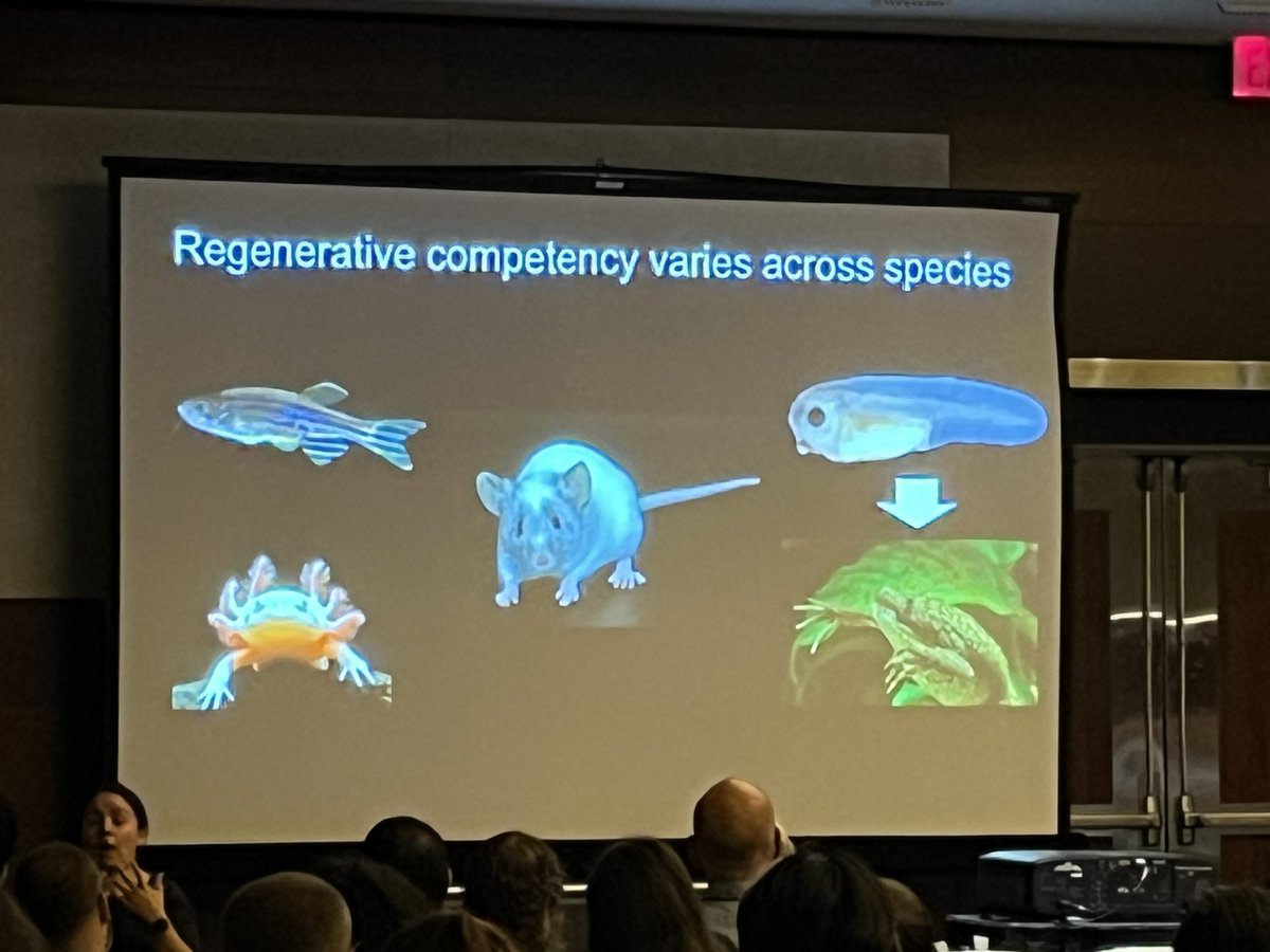 Jeet Patel won DB’s Best Paper Award and is presenting it at the <a href="/SocDevBio/">Society for Developmental Biology</a>’s #2023SDB meeting in Chicago! 

“Hif1α and Wnt are required for posterior gene expression during Xenopus tropicalis tail regeneration”

Find it here: pubmed.ncbi.nlm.nih.gov/35065905/