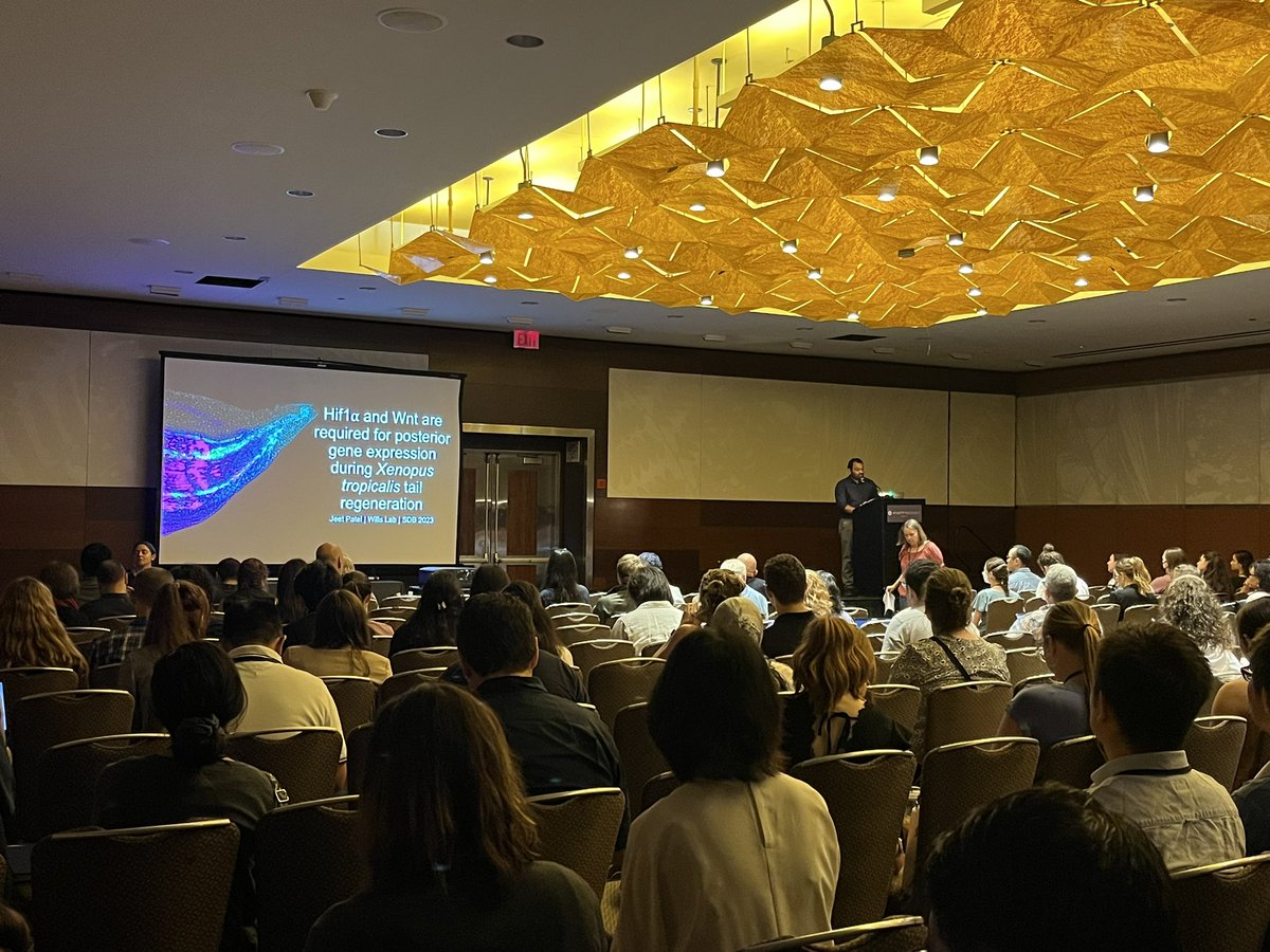 Developmental Biology tweet media