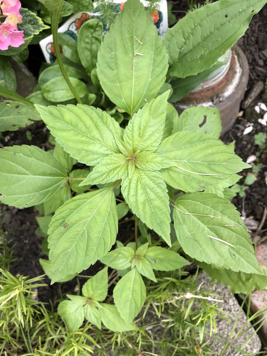 🌱Dig, Bitch, Dig - digbitchdig.wordpress.com tweet media