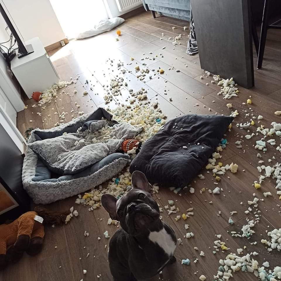 Frenchie Owners tweet media