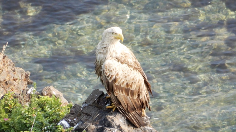 kaitopappa's tweet photo. #北海道の野鳥（7）#オジロワシ（網走市 #能取岬 :2023.7.22）5月の根室でも、襟裳岬でも、7月のベニヤ、エサヌカ原生花園でも会えなかった #オジロワシ にようやく会うことができた。凛凛しい顔に鋭い爪。尾と同じくらい頭が白くて、まるでハクトウワシみたい。 https://t.co/DvINwwTSQQ