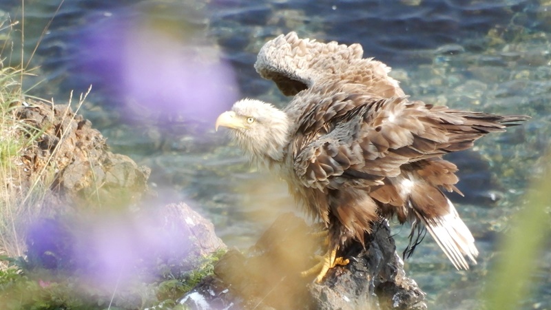 kaitopappa's tweet photo. #北海道の野鳥（7）#オジロワシ（網走市 #能取岬 :2023.7.22）5月の根室でも、襟裳岬でも、7月のベニヤ、エサヌカ原生花園でも会えなかった #オジロワシ にようやく会うことができた。凛凛しい顔に鋭い爪。尾と同じくらい頭が白くて、まるでハクトウワシみたい。 https://t.co/DvINwwTSQQ
