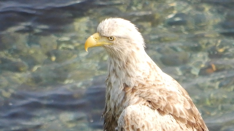 kaitopappa's tweet photo. #北海道の野鳥（7）#オジロワシ（網走市 #能取岬 :2023.7.22）5月の根室でも、襟裳岬でも、7月のベニヤ、エサヌカ原生花園でも会えなかった #オジロワシ にようやく会うことができた。凛凛しい顔に鋭い爪。尾と同じくらい頭が白くて、まるでハクトウワシみたい。 https://t.co/DvINwwTSQQ