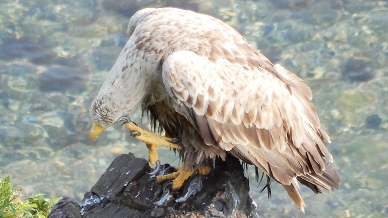 kaitopappa's tweet photo. #北海道の野鳥（7）#オジロワシ（網走市 #能取岬 :2023.7.22）5月の根室でも、襟裳岬でも、7月のベニヤ、エサヌカ原生花園でも会えなかった #オジロワシ にようやく会うことができた。凛凛しい顔に鋭い爪。尾と同じくらい頭が白くて、まるでハクトウワシみたい。 https://t.co/DvINwwTSQQ