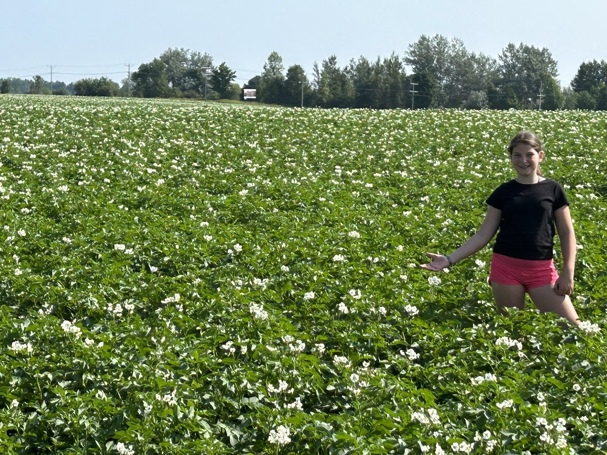 Colombo Seed Lot looking fantastic.  If your looking for an early high yielding yellow in 2024 touch base with me.