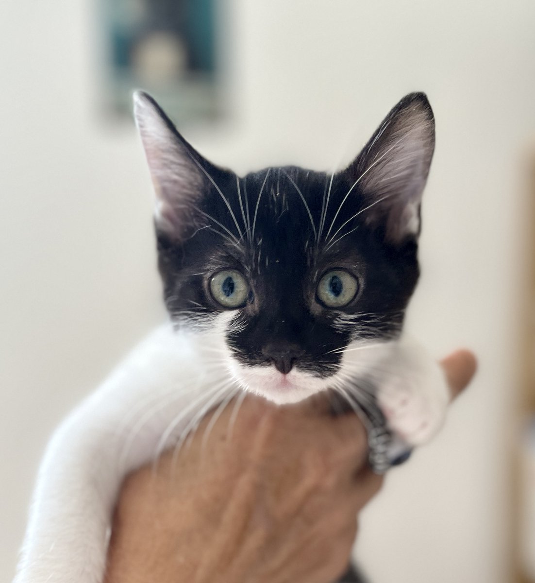 SosMistigris87's tweet photo. Nos chatons à l'adoption 🥰🥰🥰 https://t.co/uo5MfGoOlW
