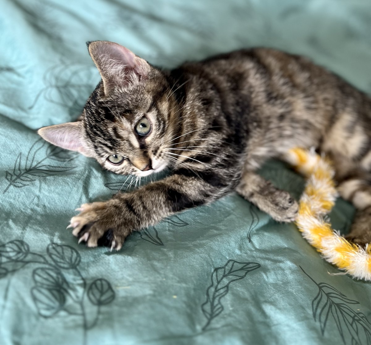 SosMistigris87's tweet photo. Nos chatons à l'adoption 🥰🥰🥰 https://t.co/uo5MfGoOlW