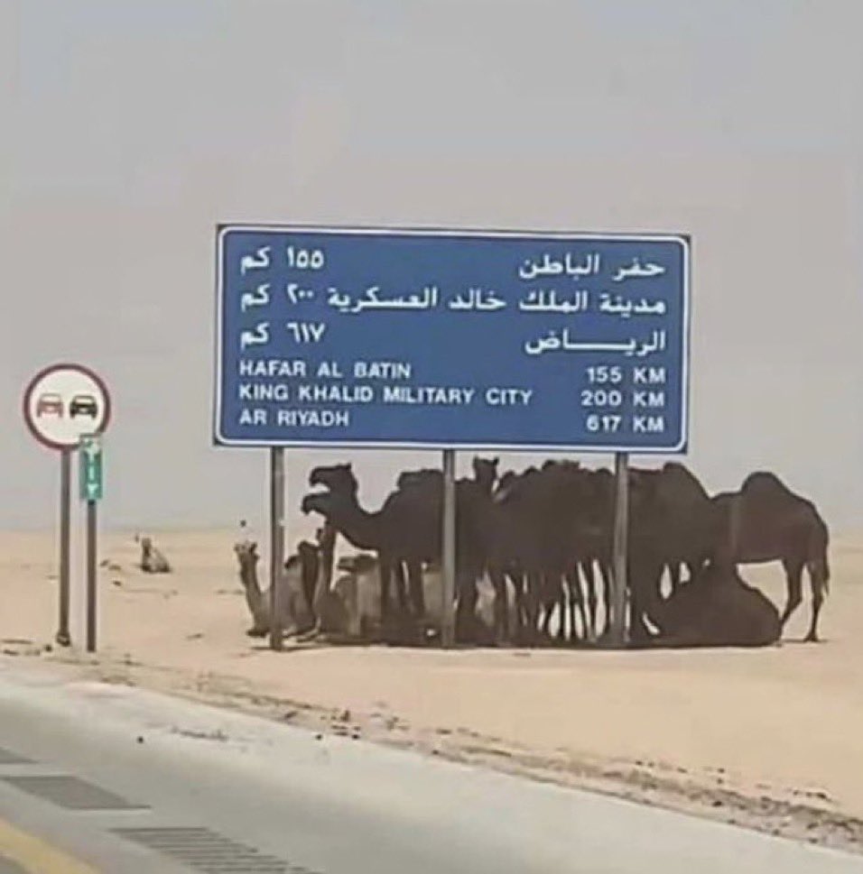 ازرعوا الأشجار حتى في الصحراء 🌳