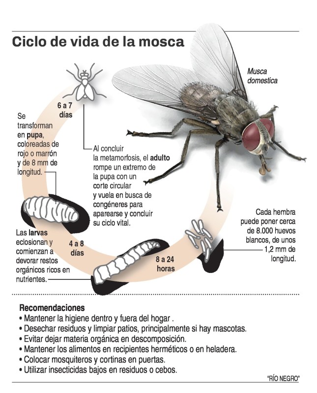 BrisasdelGolf's tweet photo. Con la frecuencia de recolección de basura que tiene #revisalud es imposible evitar que el ciclo de vida de la mosca no ocurra en nuestros hogares.
Las larvas cumplen su tercera etapa y pasan a ser pupas en los patios y así nacen nuevas moscas @hvcarrasquilla ¿hasta cuándo? https://t.co/sxKpMIsvPd