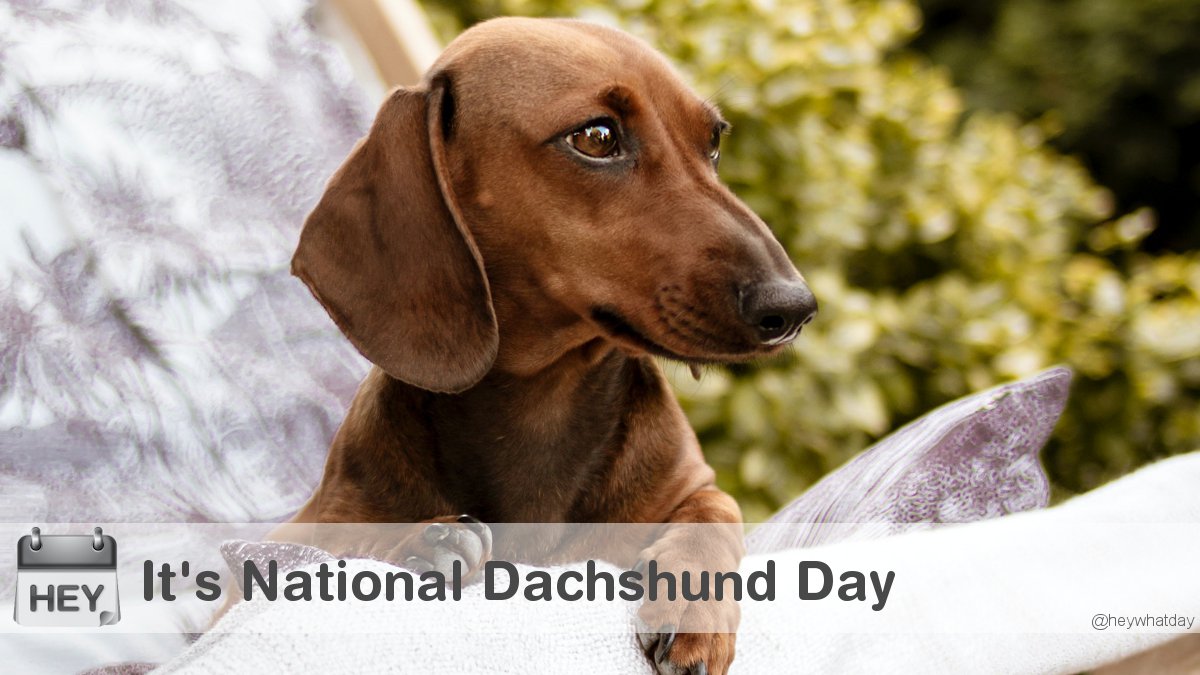 It's National Dachshund Day! 
#NationalDachshundDay #DachshundDay #Dog