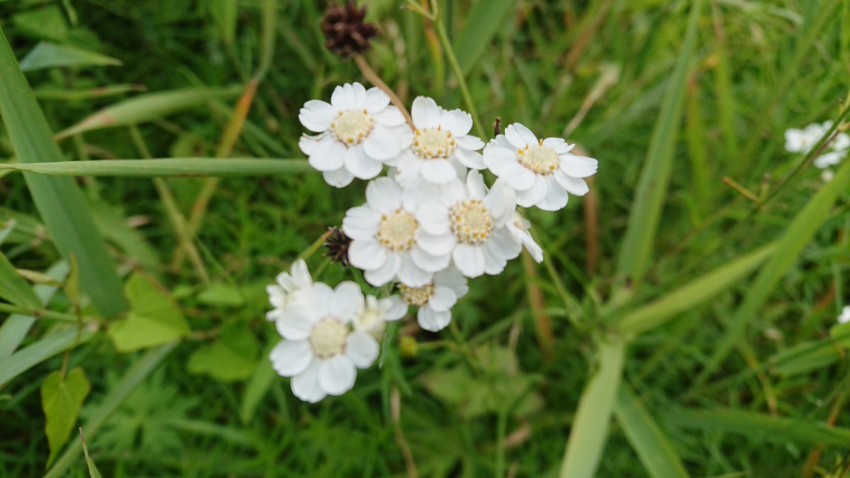 Simon Wicks tweet media