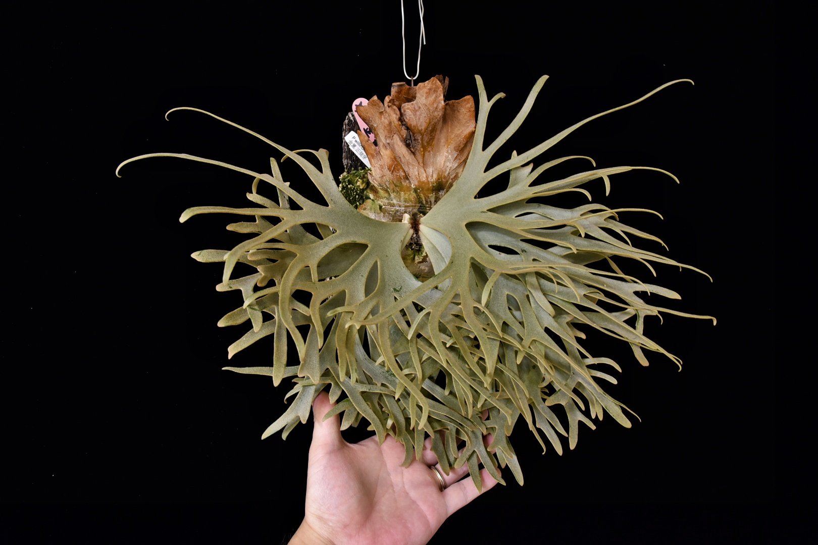 ビカクシダwillinckii Golden P. willinckii 'Golden Boy' spore grown