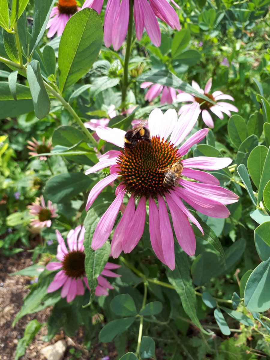 Echinacea in Potter's Field Park, with adorning bumble and honey bees! #NationalParkCity #DoLondonDifferently