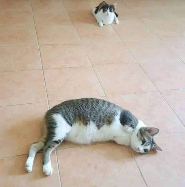 I lost my front legs to ᴄᴀɴᴄᴇʀ, do you still love me? 🥺🥺🥺