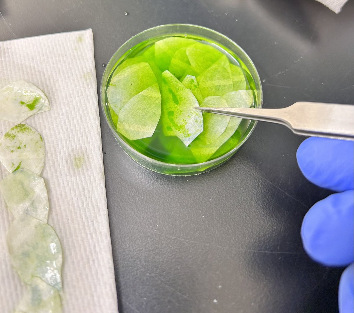 Kicking off our week with some protoplast extraction.🌿
<a href="/Israel1707/">israel</a> to the rescue. 🙌
<a href="/KaustResearch/">KAUST Research</a> <a href="/kaustcda/">KAUST Center for Desert Agriculture</a>