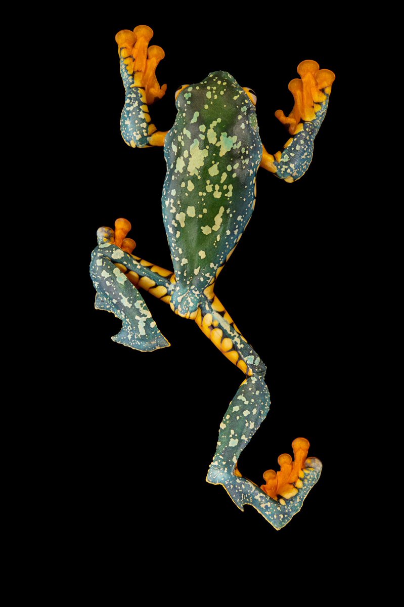 This speckled beauty is an Amazonian monkey frog. The distinctive fringe on this species’ legs is a form of camouflage, breaking up the outline of the frog so it looks like part of a leaf or lichen growing on a tree. Little is known about how this species behaves in the wild.