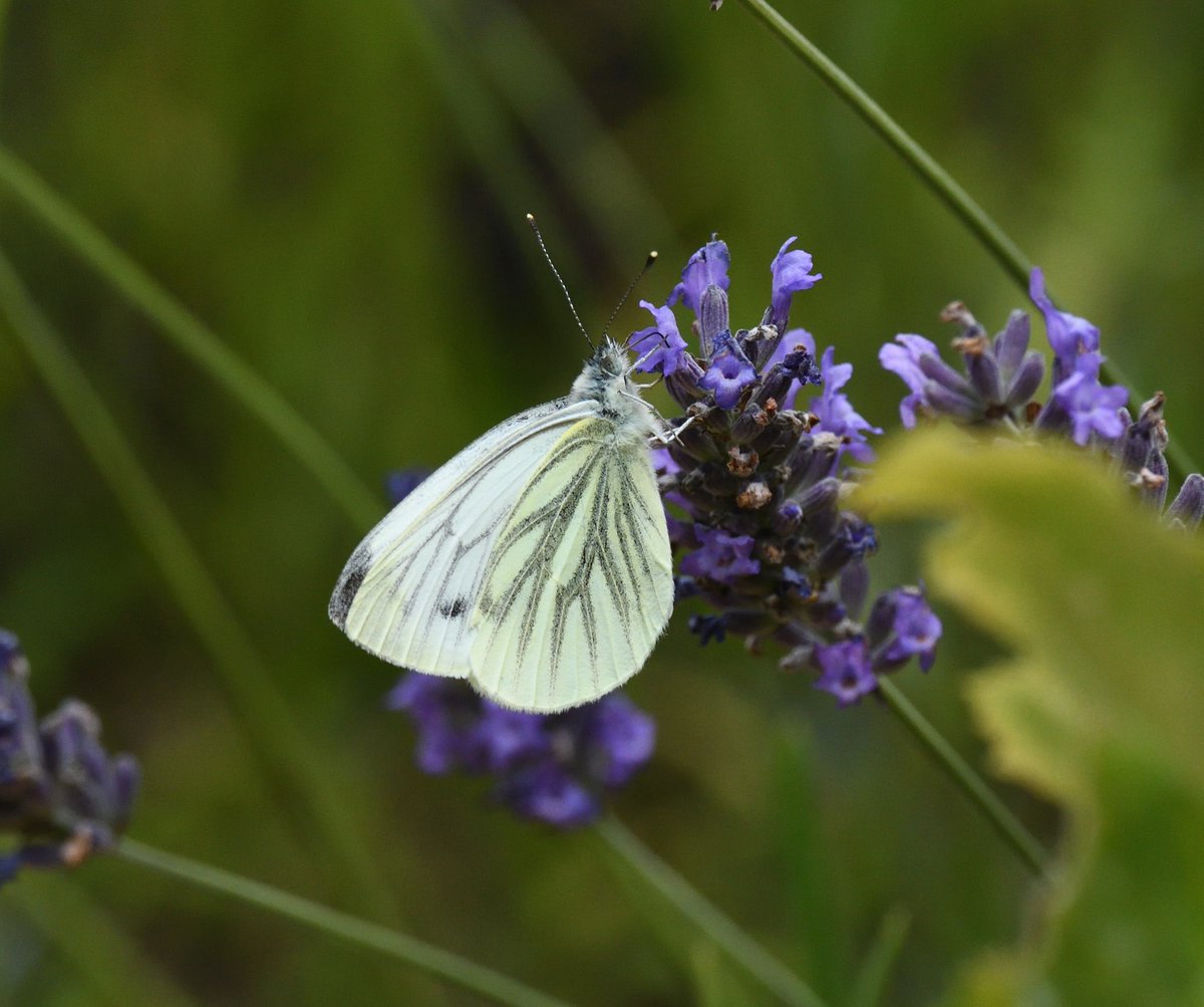 Very fidgety #GreenVeinedWhite butterfly flitting all over the lavender in the garden this afternoon #Shutterton #Dawlish #Devon