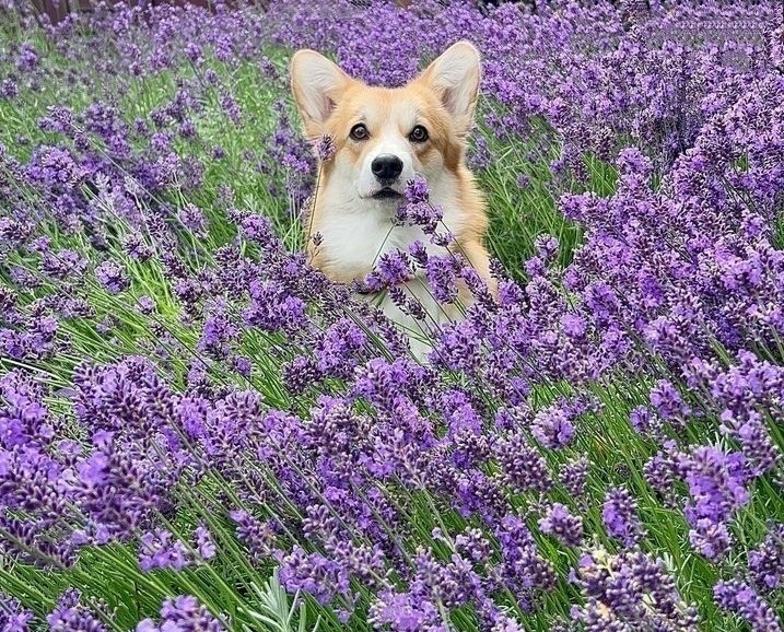 Fabiana54091377's tweet photo. #animal #animals #animallover #animalface #pet #pets #petoftheday #photooftheday #nature #NaturePhotography #NatureBeauty https://t.co/w89Sbc3g0I