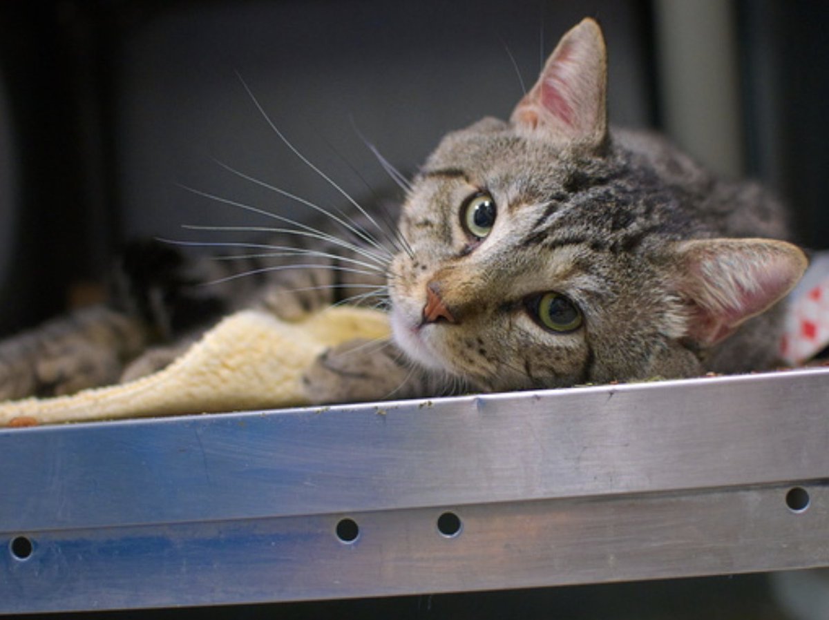 🆘HOUSEMATES 🆘 Kitty and Jasper 3 yo 🙏😿🙏
 
were sadly surrendered by their owner in Brooklyn ACC

Very sweets &amp; dociles, please help them to find together a new forever home 🙏🙏🙏💔💔💔

ID Kitty 175786
ID Jasper 175785