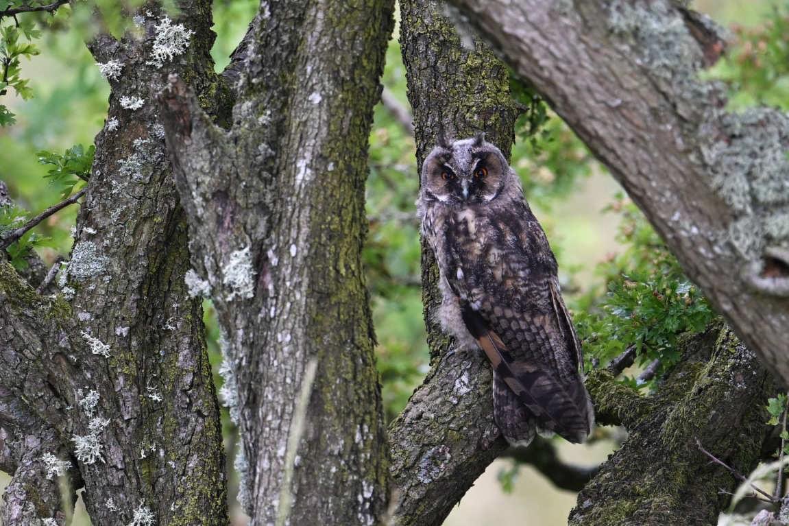 Long-eared Owl, a secretive and under recorded breeding bird on #Mull. 

📷 Ewan Miles (July 2023)

#hebrides #WildIsles #naturephotography #nature_perfection #wildlifelovers #naturelovers #birding #isleofmull #naturetourism #ecotourism #scotlandexplore