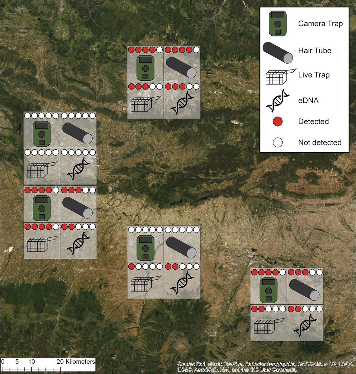 Cool paper by @LizzieCroose et al on the comparison of several methods to detect the European mink. Cam traps & hair tubes had higher det prob, but live traps & eDNA detected the species where the other methods failed. doi.org/10.1007/s10344… 🗞️#319-2023