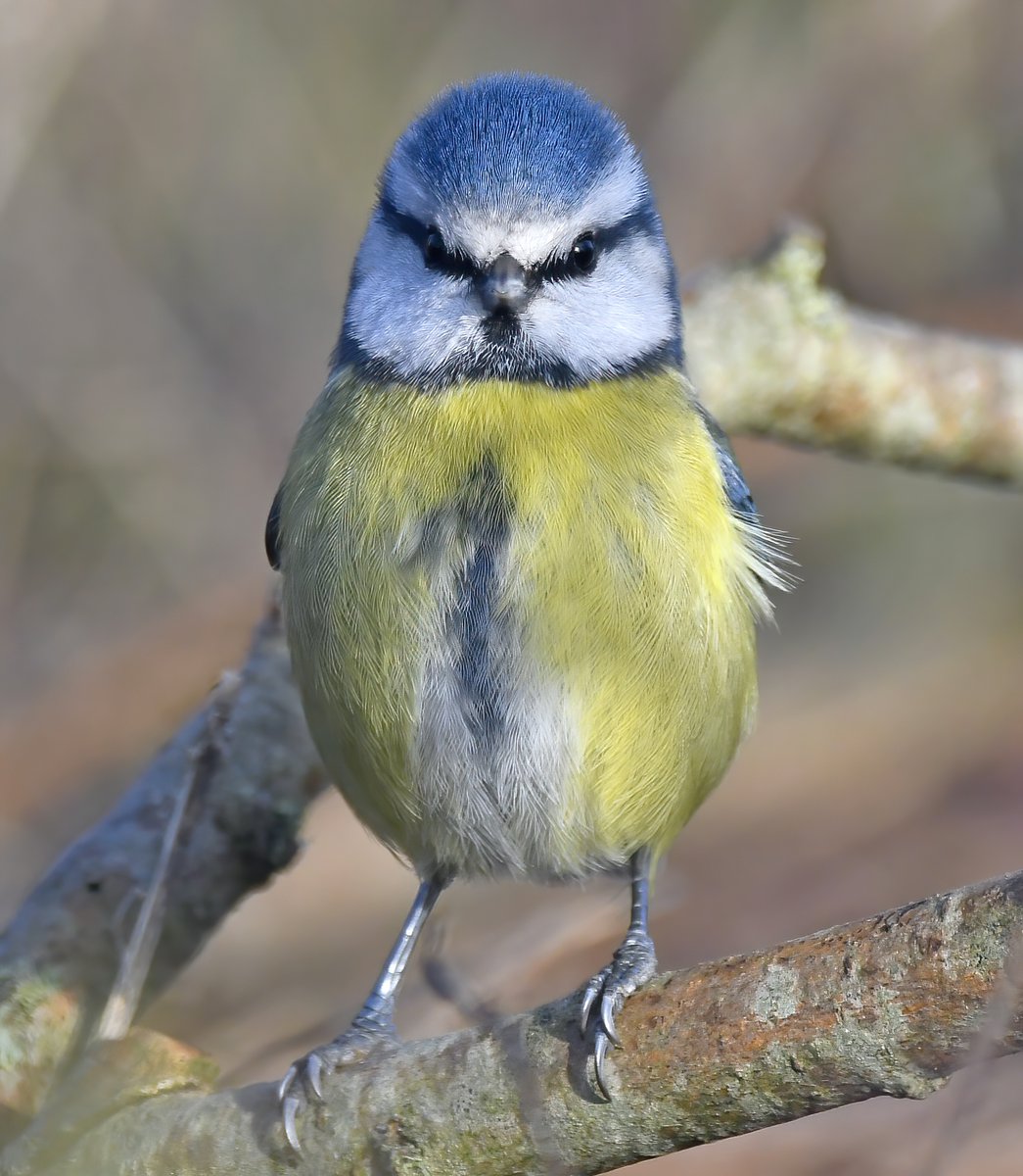 <a href="/elonmusk/">Elon Musk</a> Elon!
Vigilant Vinny wants a word.....