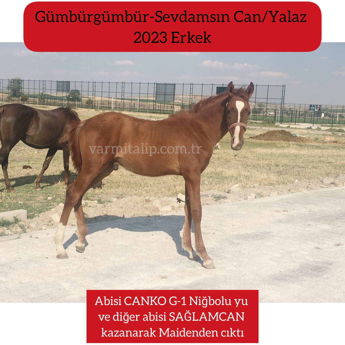 MetinMfg's tweet photo. Tebrikler #Canko,Tebrikler #Sağlamcan #varmitalip.com da satışa sunulan Gümbürgümbür&amp;Sevdamsın can sıfırlı  tayımızın abisi Canko G1 Niğbolu yu kazandı,diğer abisi Sağlamcan maidenden çıktı  
https://t.co/e9uuSHXdIO @muharremcan11 @01goko @fuatsonme @Odinhan2 @Ahmet_Aytekinn https://t.co/xgDOi3DghS