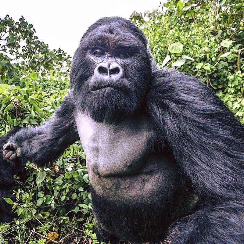 LeContempIateur's tweet photo. 🦍 Une incroyable photo prise juste avant le moment où ce gorille dos argenté de 250kg ne frappe le photographe ! On le voit bien serrer son poing avant d'attaquer. 👊🏼📷

Complètement ivre après s'être goinfré de tiges de bambou qui ensuite fermentent dans l’estomac des gorilles, l'énorme primate des montagnes rwandaises, qui est le chef du groupe Kwitonda, se serait senti menacé par un mâle rival (le photographe), le rendant ainsi sur la défensive et agressif.

Christophe Courteau, le photographe français à l'origine de ce cliché mythique, a déclaré : « Je prenais des photos de la famille de gorilles sur les pentes des montagnes des Virunga avec plusieurs de mes clients. Nous nous concentrions tous principalement sur un dos argenté appelé Akarevuro, le leader du groupe Kwitonda. Tous les membres de cette famille étaient très excités ce jour-là, probablement à cause de la consommation de tiges de bambou, qui rend les gorilles ivres et excités ».

Se prendre un pain de gorille c'est pas tous les jours... Le photographe a dû voir sa vie défiler l'espace d'un instant... Impressionnant ! 

📸 Christophe Courteau