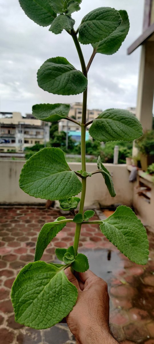arvindia4u's tweet image. I&apos;ve been composting for 3+ years now and if someone asks why you should compost - Show them this...

Ajwain leaves as big as this.. Flowers blooming beautifully.
Just like humans, plants with nutrition become very desirable.

#Composting #Compostingiscool
#SolidWasteManagement