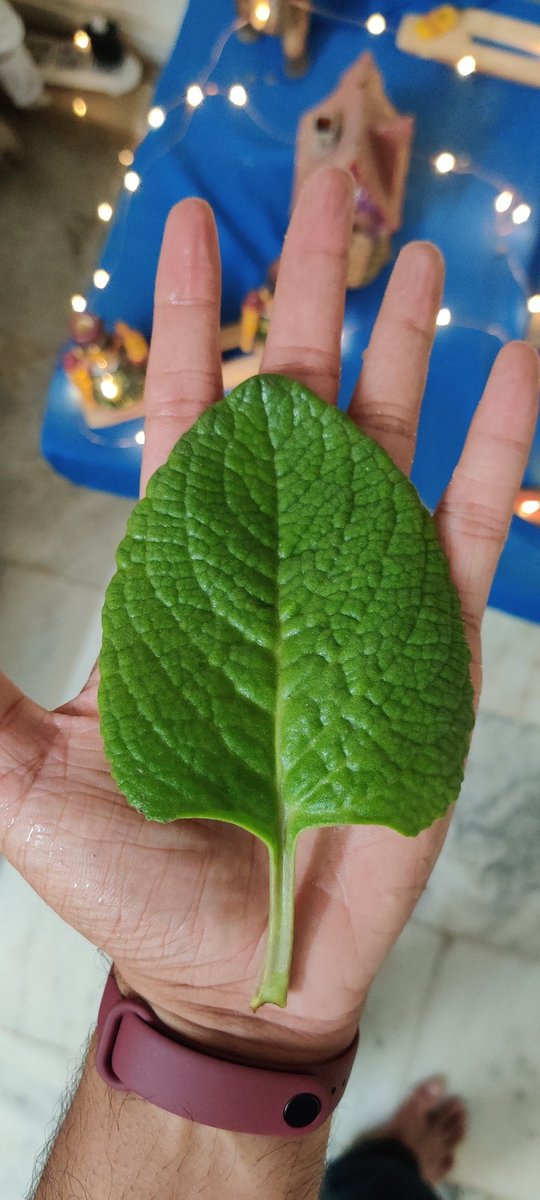 arvindia4u's tweet image. I&apos;ve been composting for 3+ years now and if someone asks why you should compost - Show them this...

Ajwain leaves as big as this.. Flowers blooming beautifully.
Just like humans, plants with nutrition become very desirable.

#Composting #Compostingiscool
#SolidWasteManagement