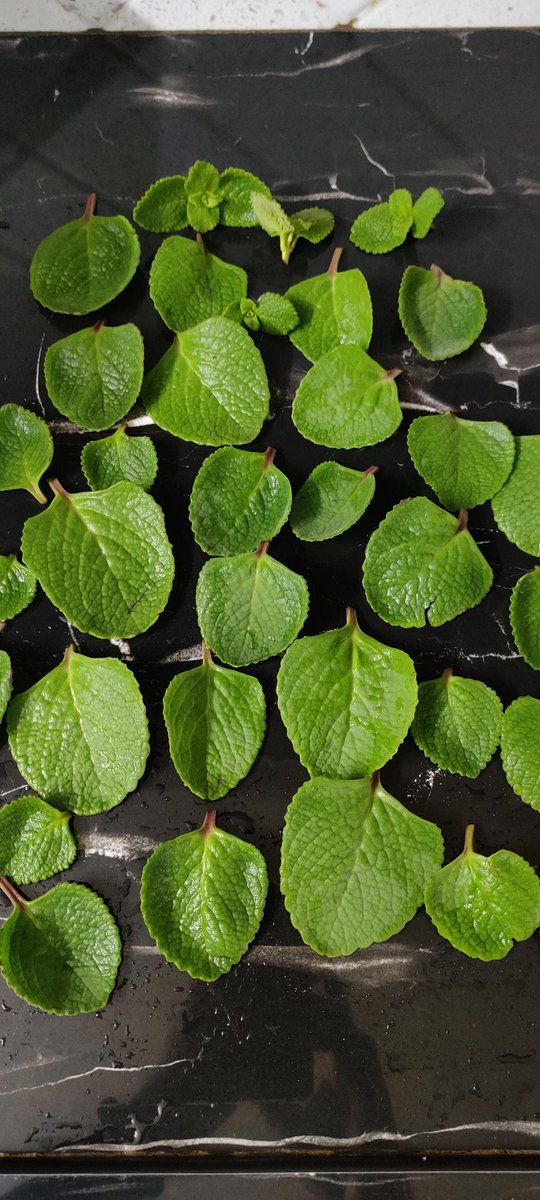 arvindia4u's tweet image. I&apos;ve been composting for 3+ years now and if someone asks why you should compost - Show them this...

Ajwain leaves as big as this.. Flowers blooming beautifully.
Just like humans, plants with nutrition become very desirable.

#Composting #Compostingiscool
#SolidWasteManagement