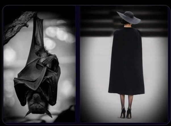 #WhoWoreItBetter 
I'm siding with the bat.  🤣🤣🤣🤣🤣
#HarryAndMeghanAreFinished #MeghanandHarryareDone