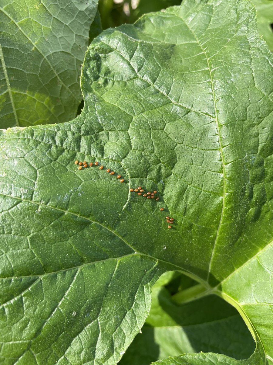 Teresa Hughes tweet media